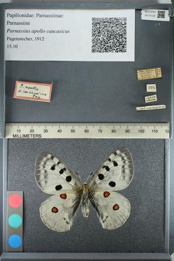 Media type: image;   Entomology 175122